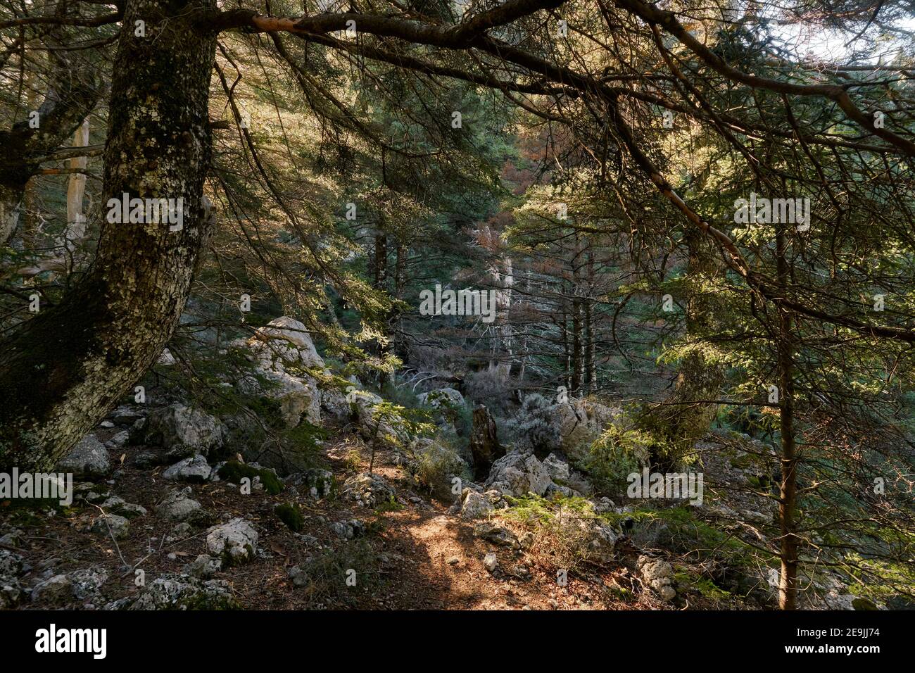 Yunquera pinsapar (abies pinsapo) im Nationalpark Sierra de las Nieves in Malaga. Andalusien, Spanien Stockfoto