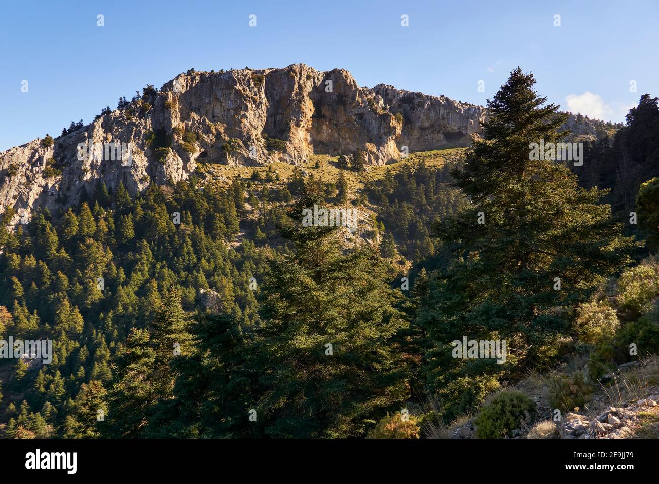 Yunquera pinsapar (abies pinsapo) im Nationalpark Sierra de las Nieves in Malaga. Andalusien, Spanien Stockfoto