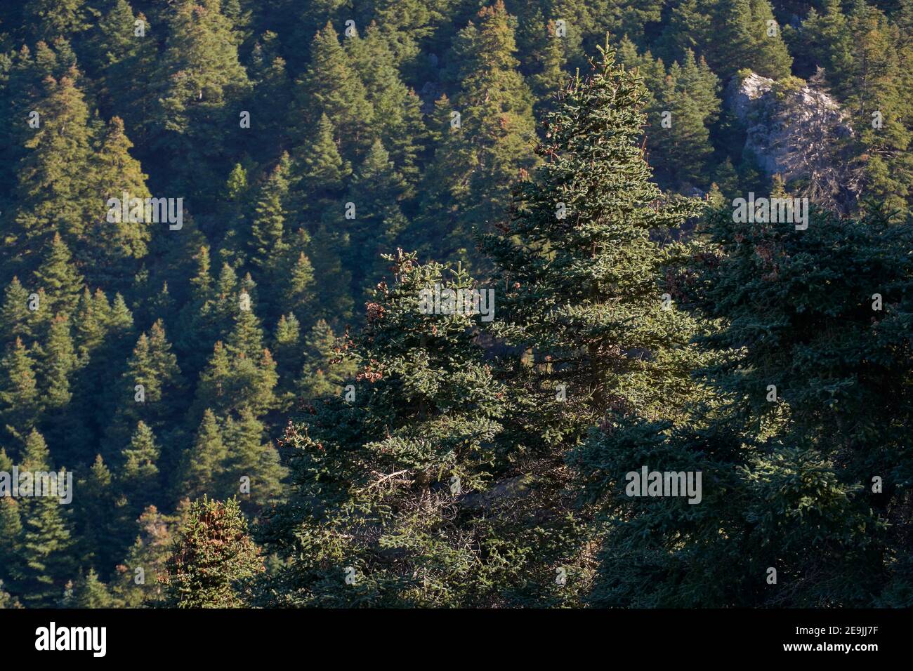 Yunquera pinsapar (abies pinsapo) im Nationalpark Sierra de las Nieves in Malaga. Andalusien, Spanien Stockfoto