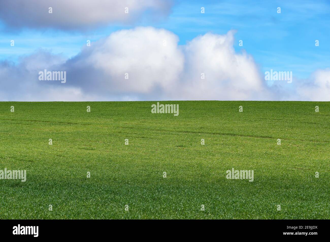 Landwirtschaftliche Landschaft von Getreide wächst grün über blauen Himmel und weißen Wolken in Malaga. Andalusien, Spanien Stockfoto