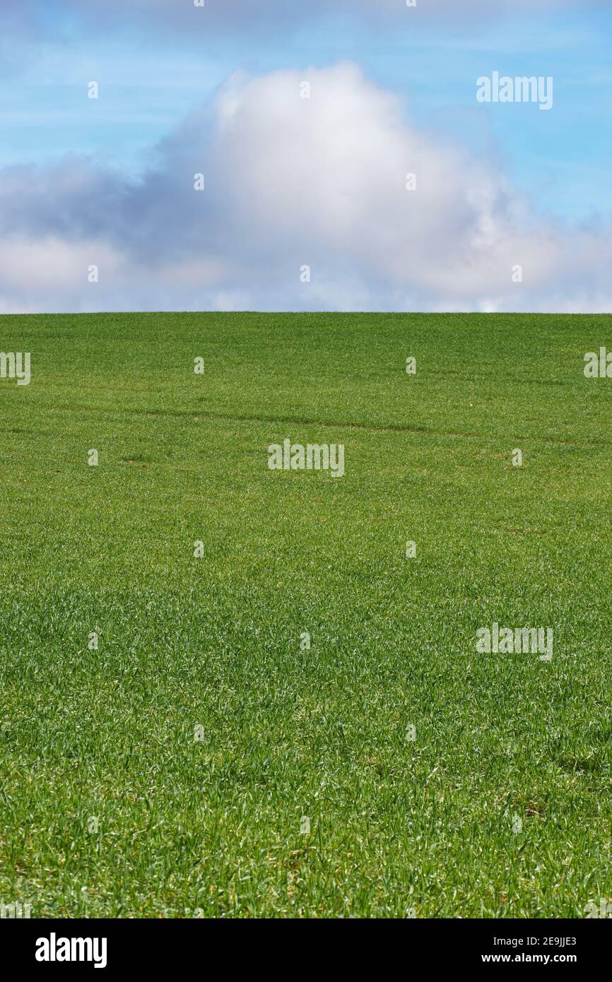 Landwirtschaftliche Landschaft von Getreide wächst grün über blauen Himmel und weißen Wolken in Malaga. Andalusien, Spanien Stockfoto
