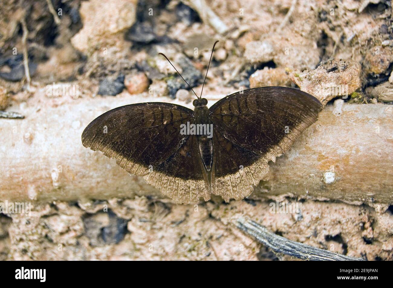 Wilder Schmetterling mit braunen Markierungen. Fotografierte Rast im Dschungel um die Provinz Siem Reap, Kambodscha. Stockfoto