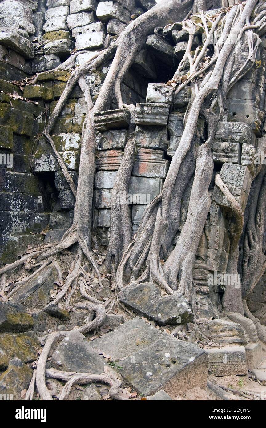 Nahaufnahme von Baumwurzeln, die durch den alten Khmer-Tempel von Ta Som wachsen und langsam zerstören. Teil des Angkor Komplexes in Kambodscha. Altes Hotel Stockfoto