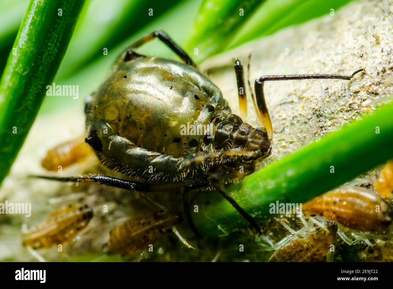 Insekt auf grüner Tanne, mit Bogenbeinen, Blattlaus, Parasitenpest Strukturmakro Stockfoto