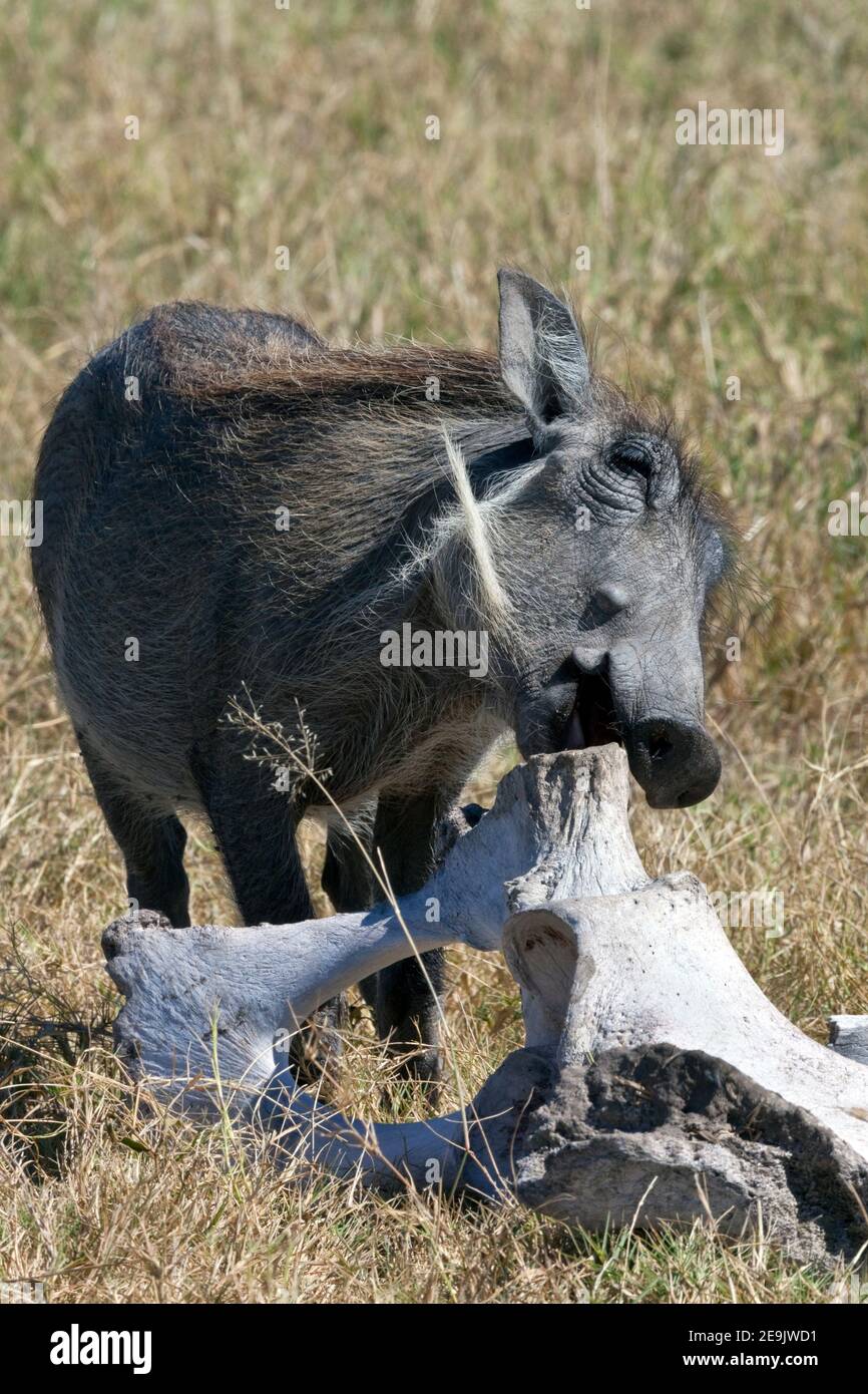 Kauknochen Stockfotos Und Bilder Kaufen Alamy