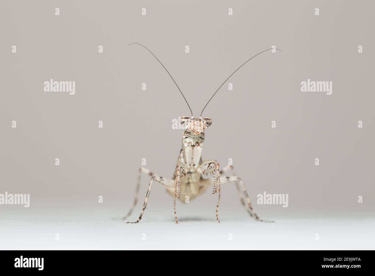 Indische Rindenmantis (Humbertiella ceylonica) Stockfoto