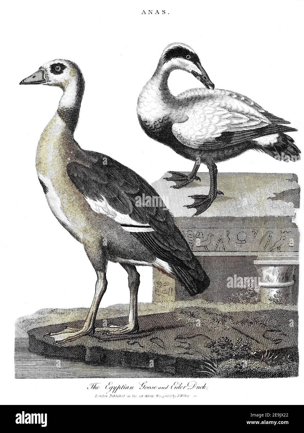 Maschinell kolorierte Egyptian Goose [Alopochen aegyptiaca] (links) und Eider Duck Kupferstich aus der Encyclopedia Londinensis OR, Universal Dictionary of Arts, Sciences, and literature; Band I; herausgegeben von Wilkes, John. Veröffentlicht 1810 in London Stockfoto