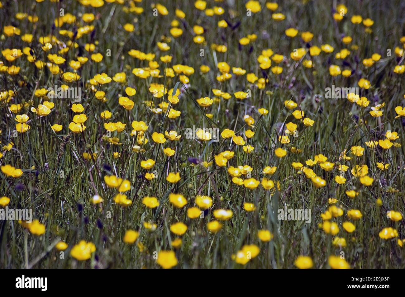 Nahaufnahme einer Wiese mit wilden Butterblumen, lateinischer Name ranunculus acris, die im Frühjahr auf einer Wiese in der englischen Landschaft wächst. Stockfoto
