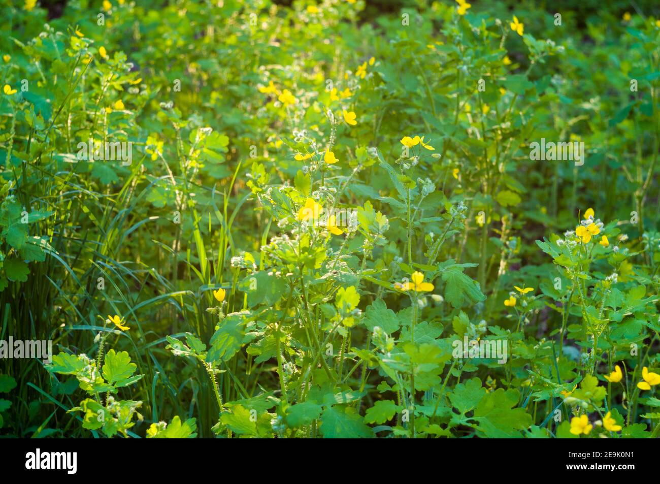 Blumen und Blätter Celandine Chelidonium majus mit natürlichem Sonnenlicht, frühen Frühling an einem warmen sonnigen Tag, einen hellen schönen Hintergrund Stockfoto