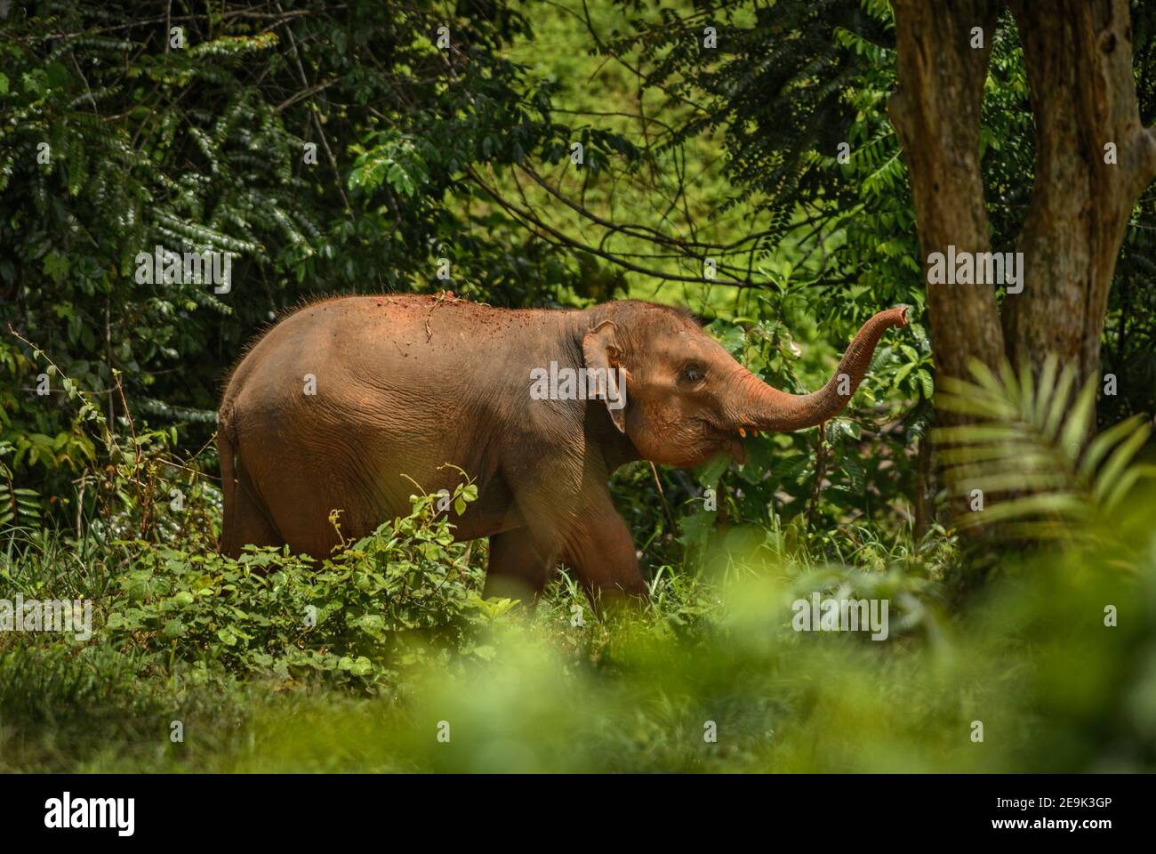 Asiatischer Elefant - Elephas maximus, junger asiatischer Elefant, ikonisches Säugetier aus Asien, Thailand. Stockfoto