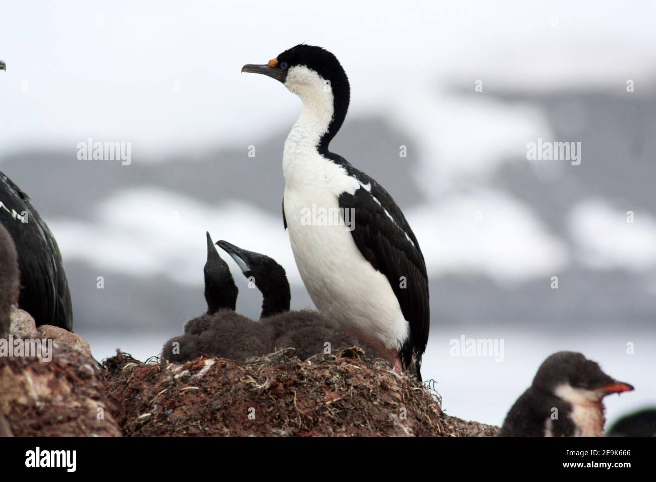 Blauäugige Schals im arktischen Sommer, Antarktis Stockfoto