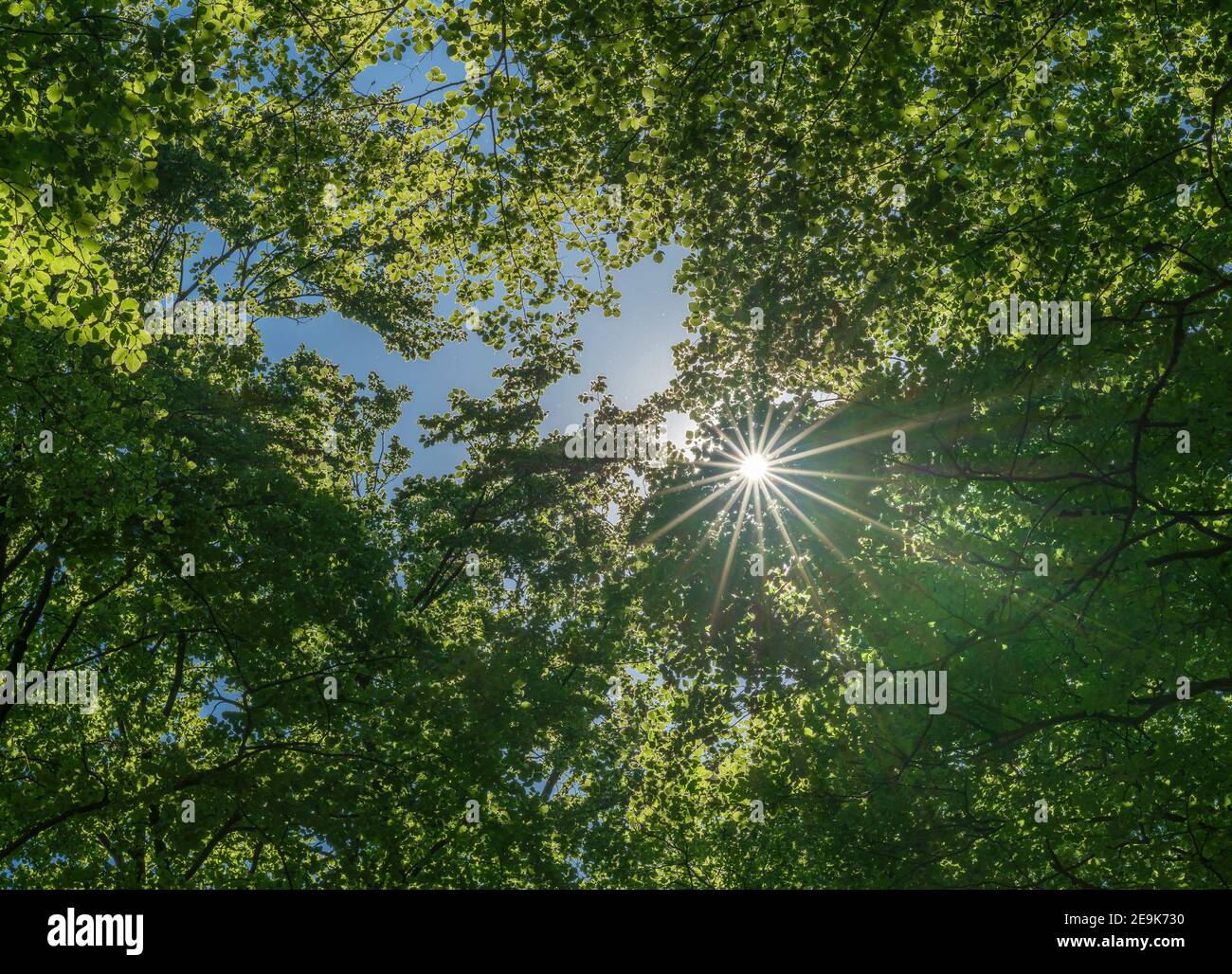 Sonne mit Sonnenstrahlen durch ein dichtes Sommerdach in einem Wald Stockfoto