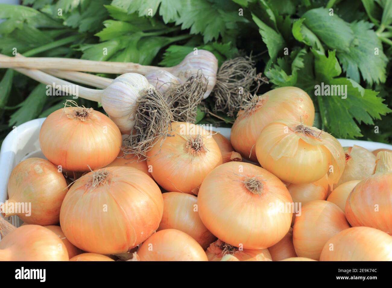 Knoblauchzwiebel und Sellerie Blätter aus der Nähe Stockfoto