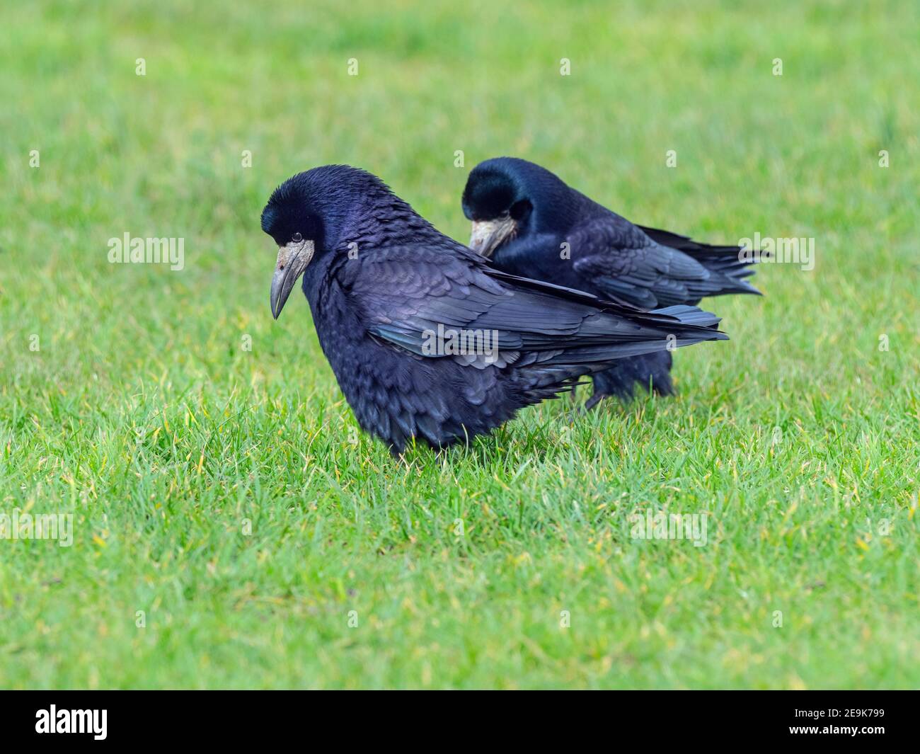 Saatkrähen Corvus frugilegus Männchen zeigen bedrohliche Haltung spät Winter nur Vor Nestbau beginnt Ostküste Norfolk Stockfoto