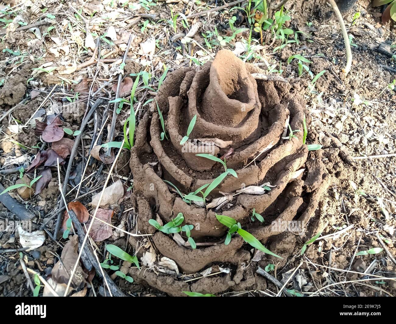 Ein Schwarm Ameisen in der Landwirtschaft Farm Indien Stockfoto