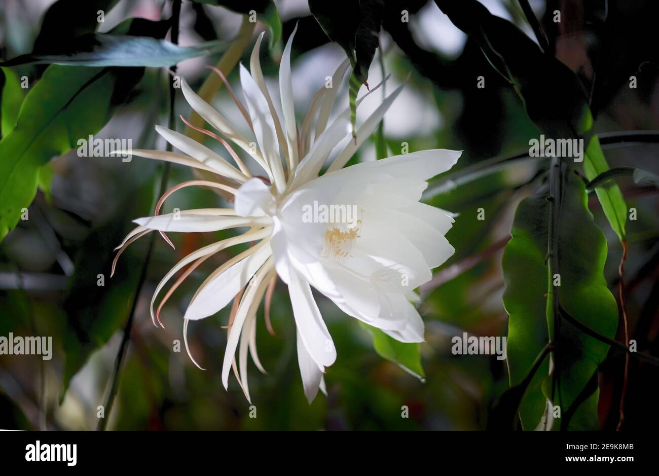 Eine weiße Blüte der Königin der Nacht (Epiphyllum oxypetalum), Kakteenpflanze, nächtliches Aufblühen, mit charmanter, betörend duftender großer weißer Blüte Stockfoto