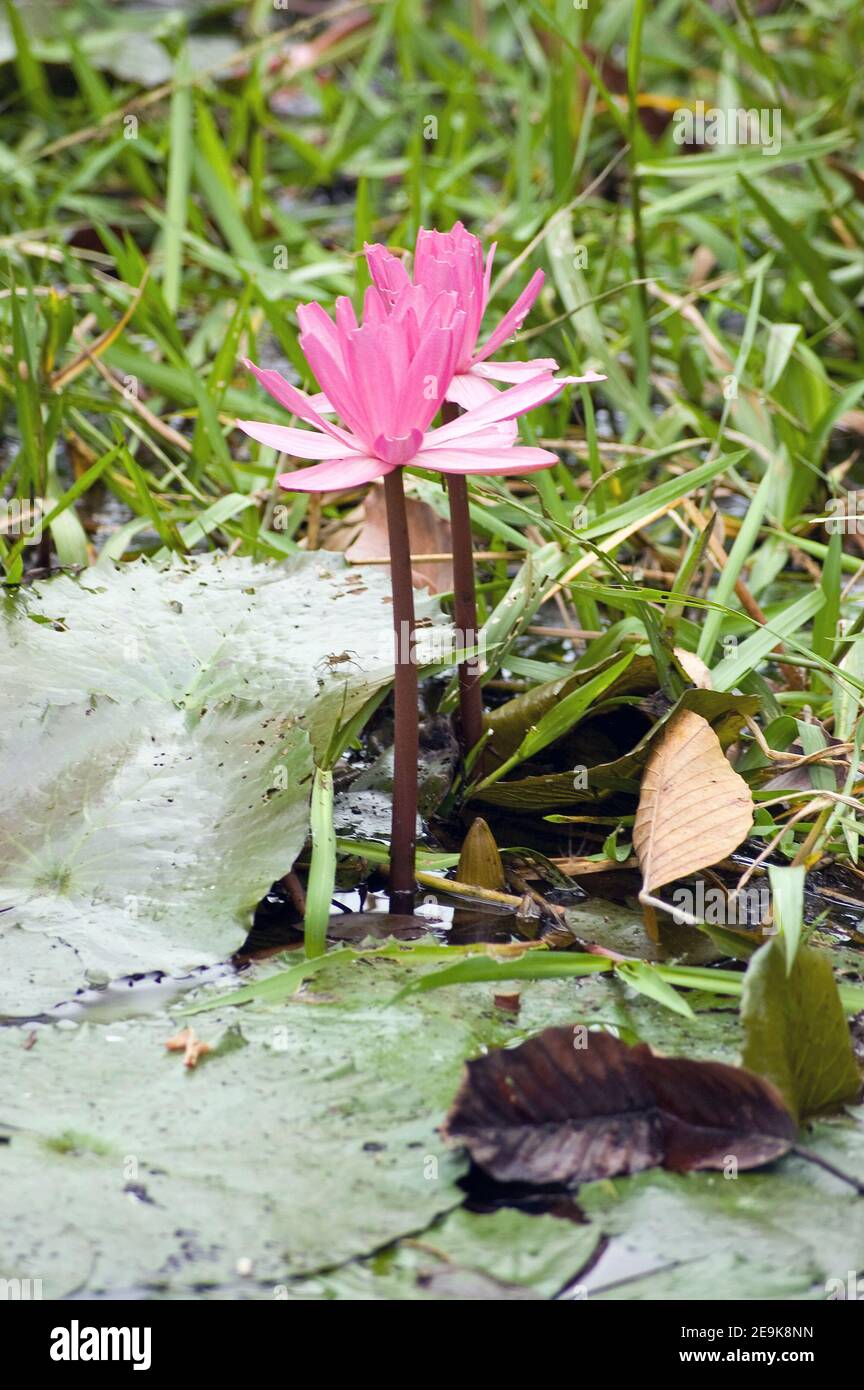 Blühende Lotuswasserlilie in einem Wassergraben in Kambodscha. Stockfoto