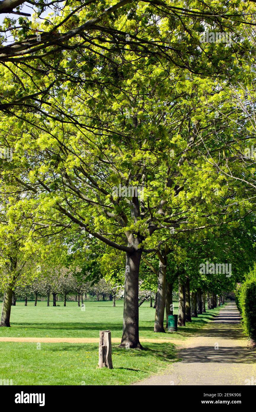 Frühling am Dreieck, auf der Ostseite des Beckenham Place Parks Stockfoto