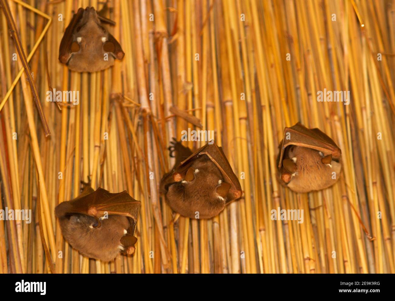 Die Wahlberg's Epauletted Fruit bat ist eine von sechs ähnlichen Arten. Die Bewegungen werden durch die Fülle der saisonalen Früchte bestimmt. Stockfoto