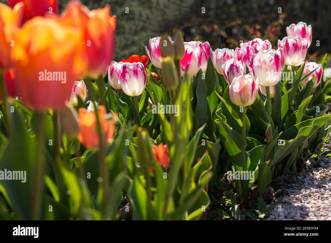 Rosa und rote Tulpen im Garten im Garten. Schöne Frühlingsblumen Hintergrund. Weicher Fokus und helles Licht. Unscharfer Gartenhintergrund. Ein Fluss Stockfoto