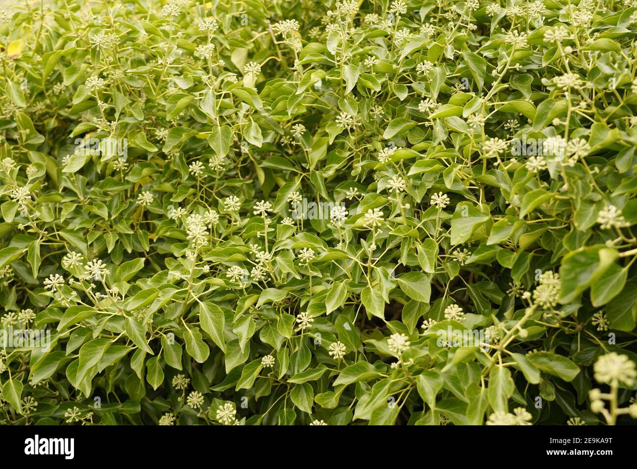 Sommer Fruchtbarkeit grüne Pflanze in voller Blüte bereit, um ihre Samen zu zerstreuen. Stockfoto