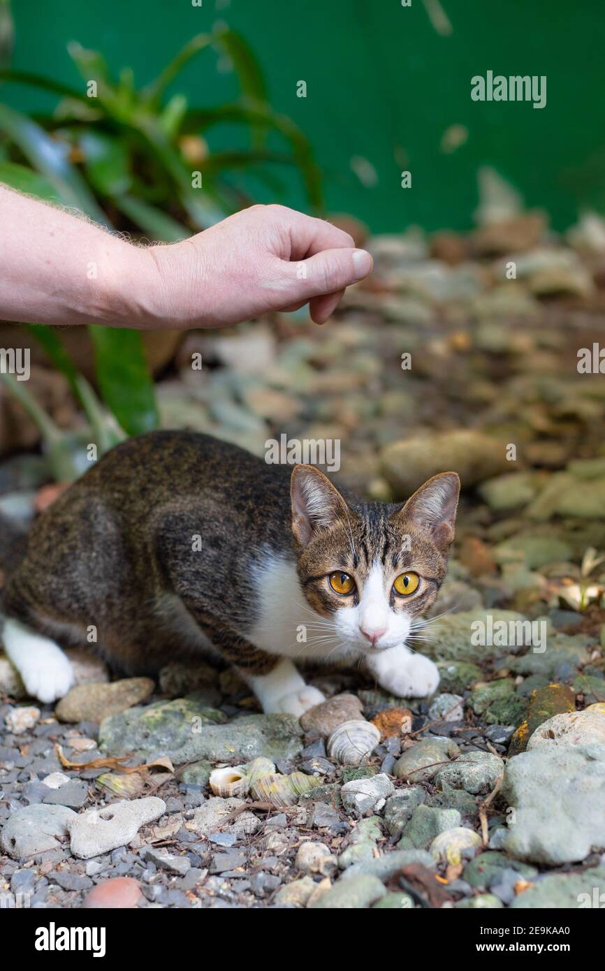 Der Mensch will eine schüchterne Katze auf der Straße streicheln, Liebe für Haustiere Stockfoto