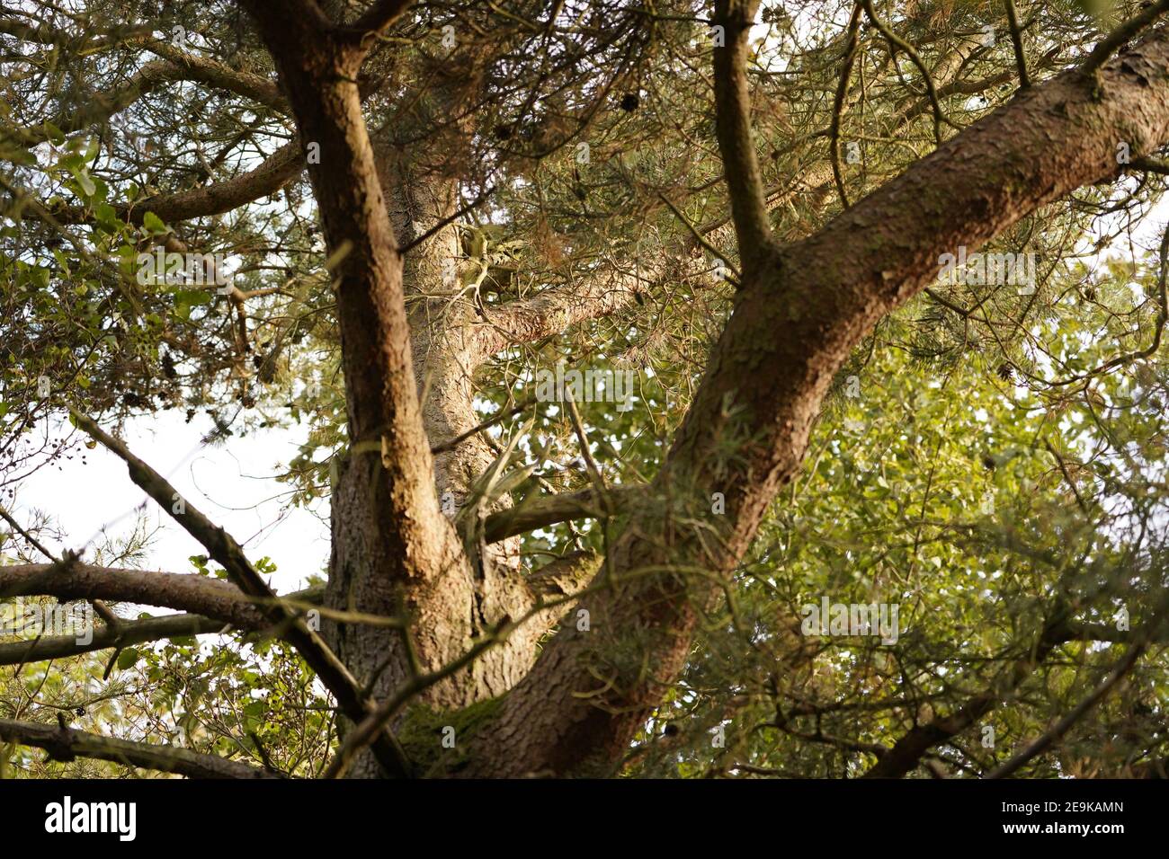 Baum des Lebens mit offenen Armen der Welt helfen Atem Stockfoto
