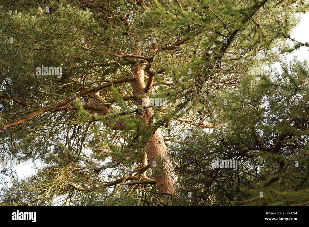 Baum des Lebens mit offenen Armen der Welt helfen Atem Stockfoto