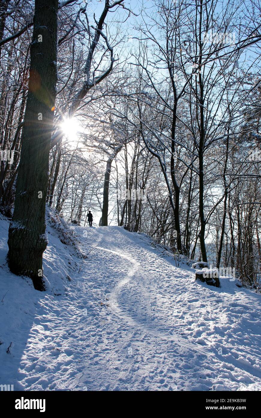 Sonnenstrahlen durch Bäume im Hintergrund. Schneepfad im Wald im Winter Stockfoto