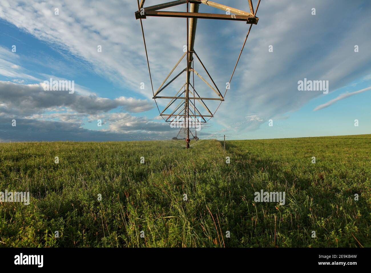 Center Pivot Wasser Bewässerung von luzerner Gras auf einem Milchviehbetrieb. Milchviehhaltung in Warrnambool, South West Victoria, Australien Stockfoto