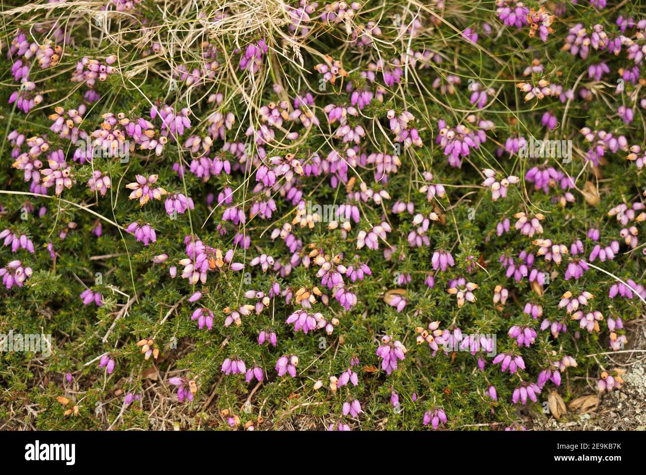 Lila Gorse Blumen eine wilde nachhaltige Zukunft Stockfoto