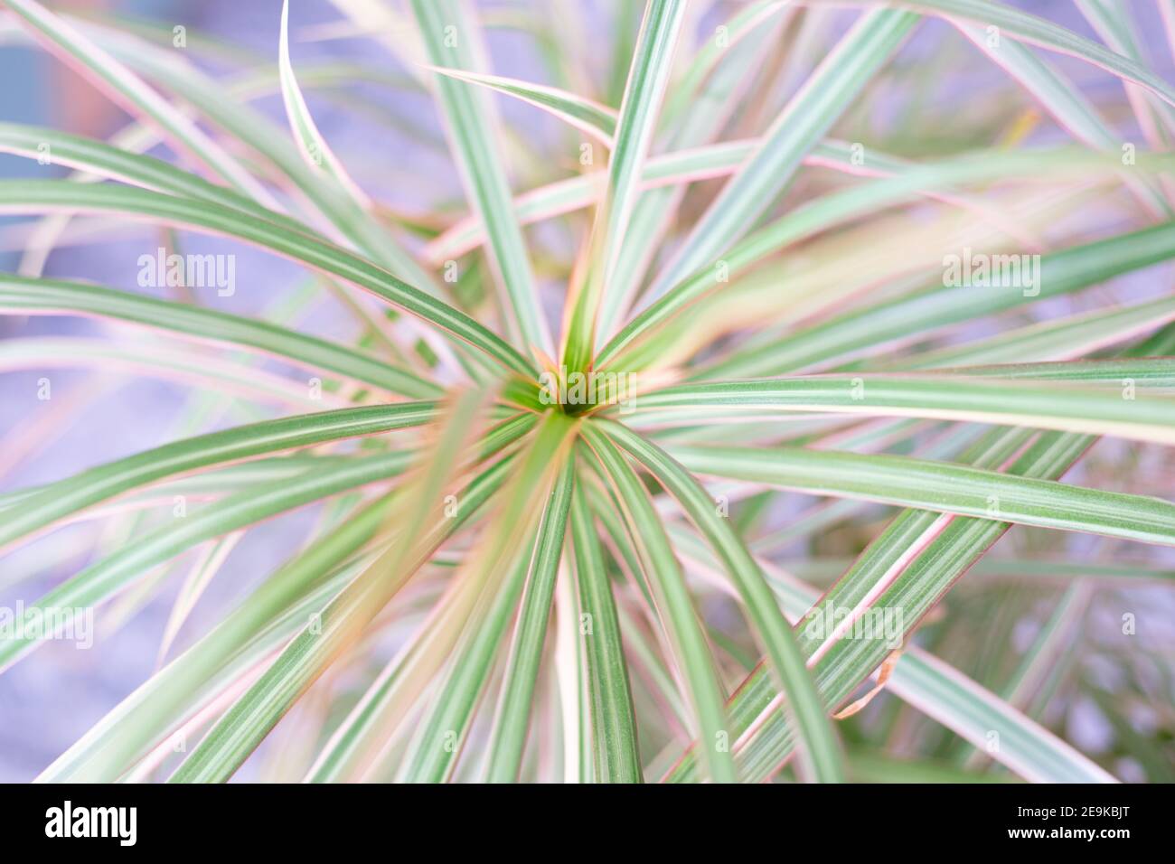 Zarte Blatt Hintergrund einer Zimmerpflanze von dracaena, Ort für Text Stockfoto