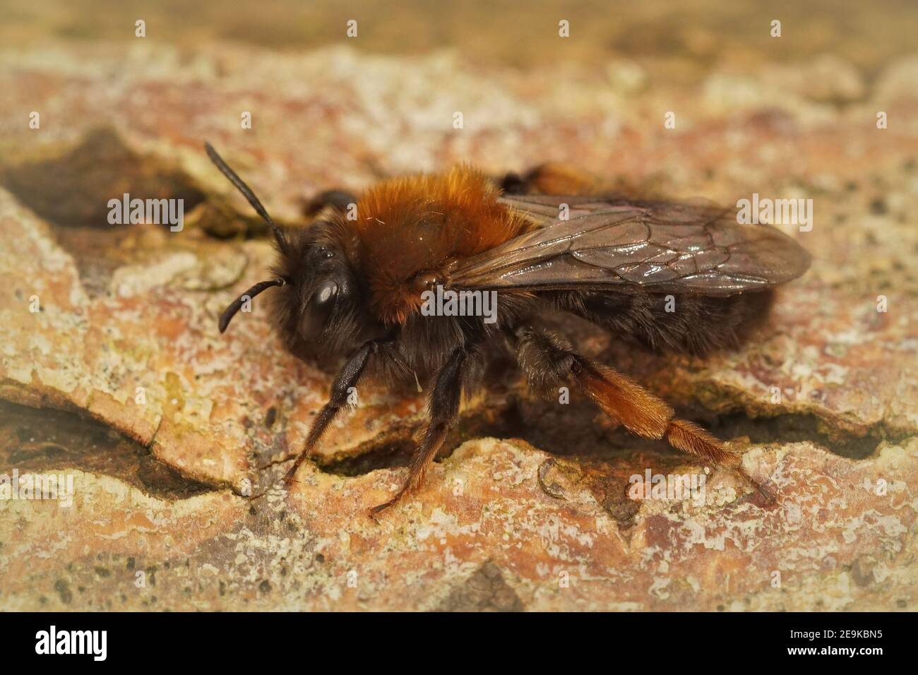 Nahaufnahme einer weiblichen Clarke-Bergbiene Andrena clarkella Stockfoto
