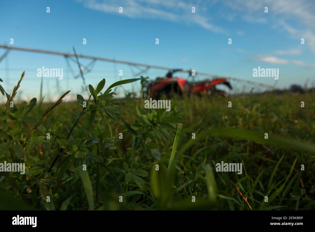 Center Pivot Wasser Bewässerung von luzerner Gras auf einem Milchviehbetrieb. Milchviehhaltung in Warrnambool, South West Victoria, Australien Stockfoto