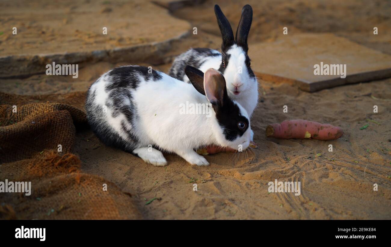 Liebenswert Nahaufnahme von zwei schwarz-weißen Farbe Kaninchen zu Fuß in Zaun oder Eisen Netz. Stockfoto