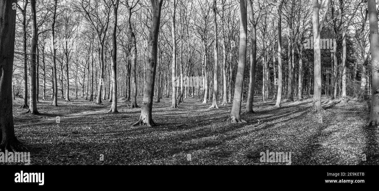 Typischer Wald in Sherwood Wald von Laubbäumen. Stockfoto