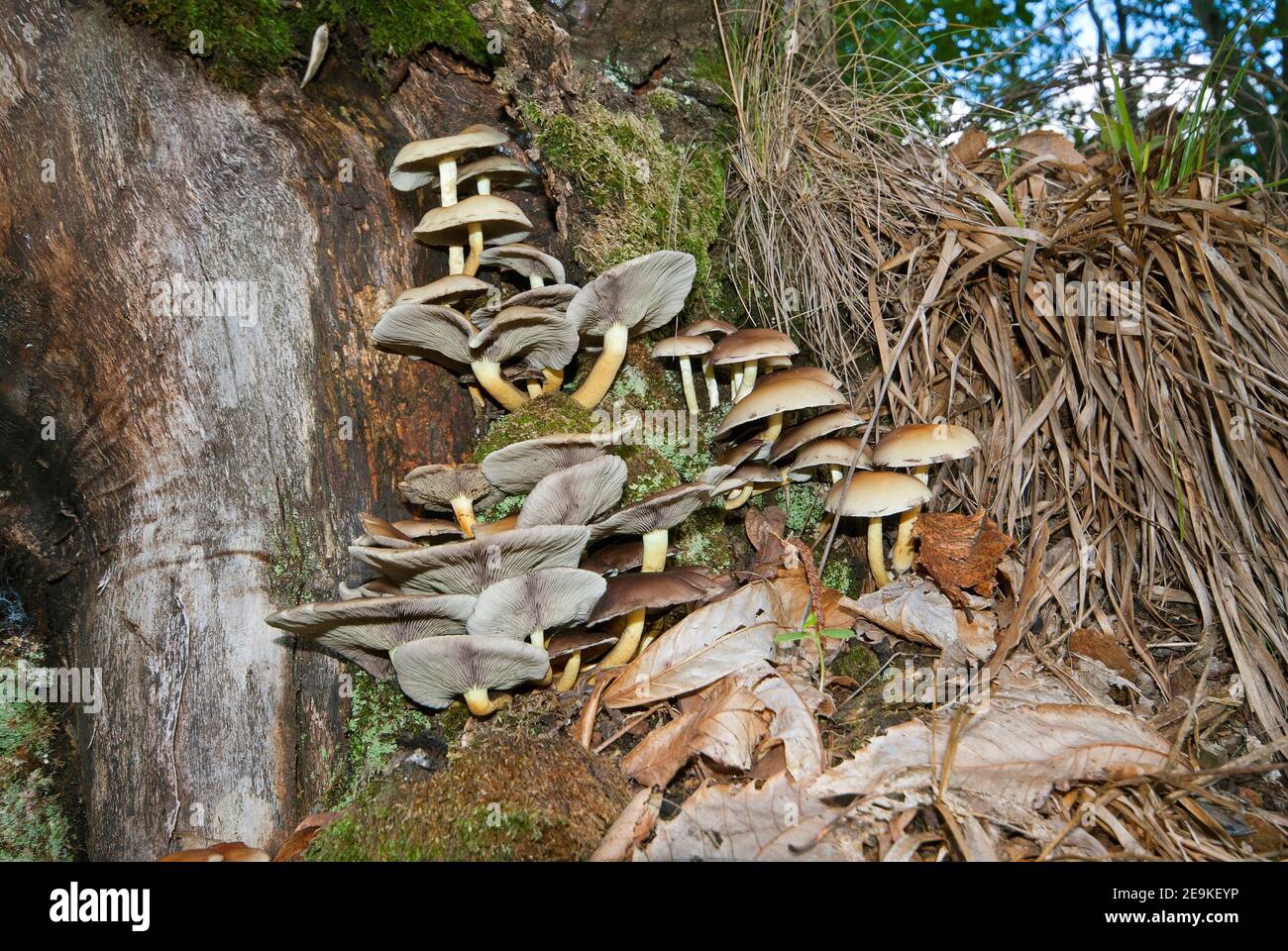 Schwefelpilz (Hypholoma fasciculare), Monte Amiata Wald, Toskana, Italien Stockfoto