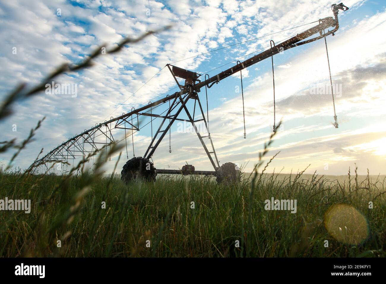 Center Pivot Wasser Bewässerung von luzerner Gras auf einem Milchviehbetrieb. Milchviehhaltung in Warrnambool, South West Victoria, Australien Stockfoto