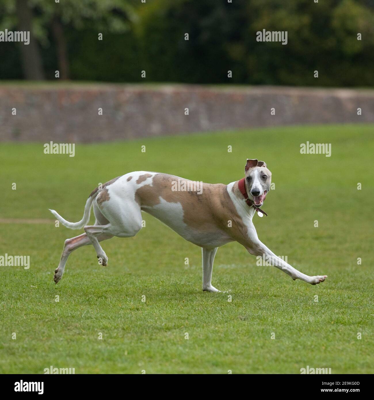 Whippet Hund Stockfoto