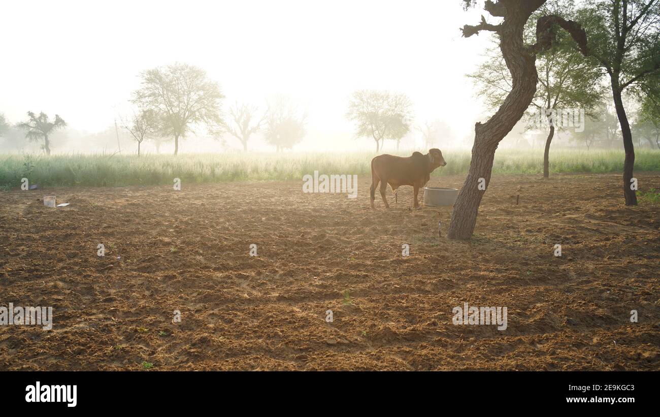 Indigene indische Gir Kuh gefangen auf Ackerland in der Landwirtschaft in der nebligen nebligen Morgen. Wandering Bull auf dem Feld in der Wintersaison. Stockfoto