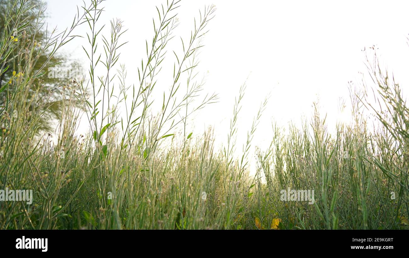 Wachsende Schoten von Senfpflanzen im Feld. Weiße Perlen oder Tautropfen auf Senfpflanzen. Stockfoto