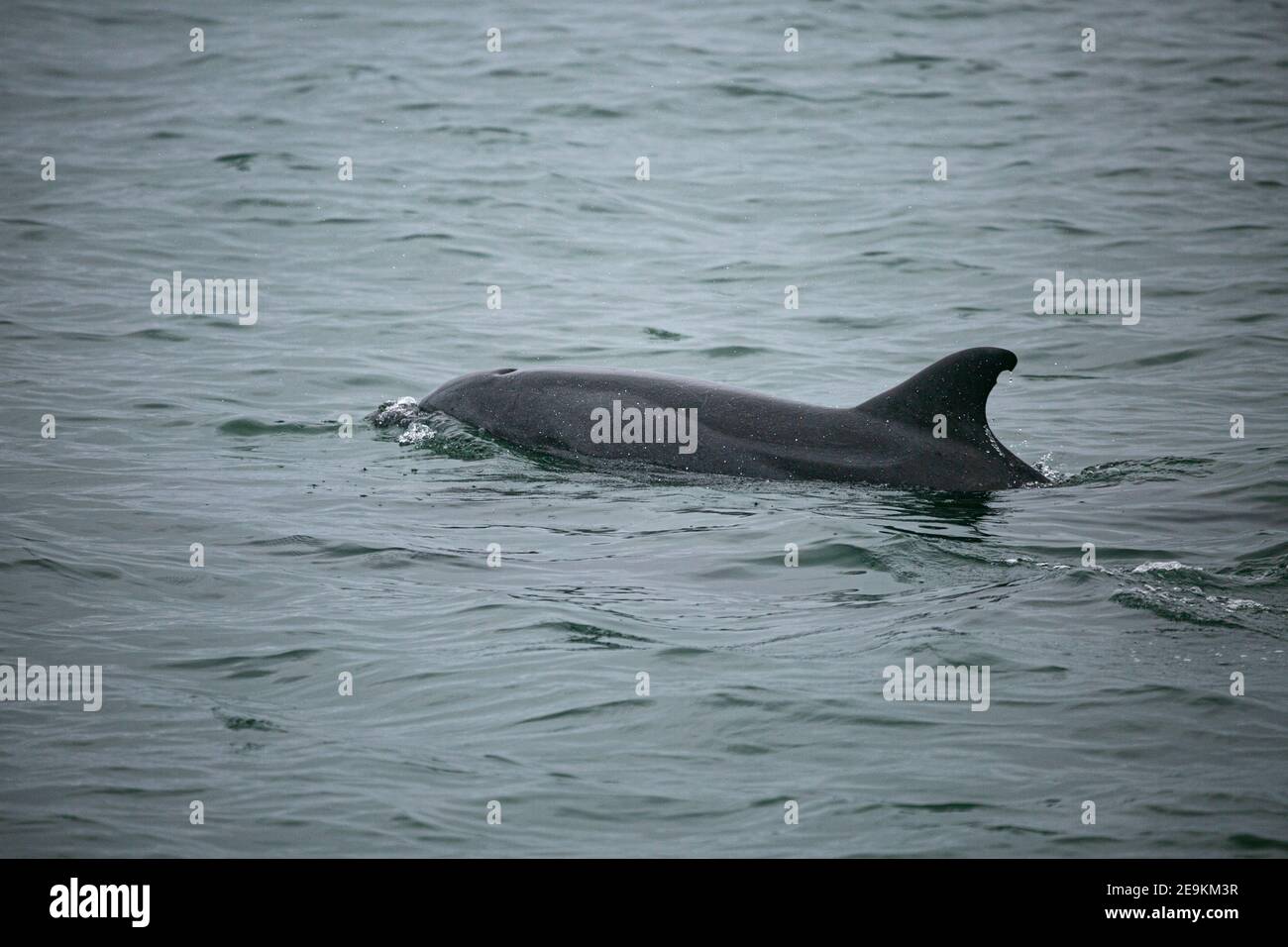 Atlantische Buckeldelfine an der Küste Namibias, Valwis Bay Stockfoto