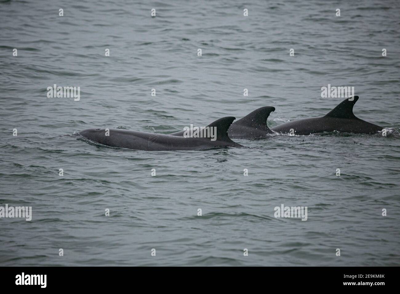 Atlantische Buckeldelfine an der Küste Namibias, Valwis Bay Stockfoto