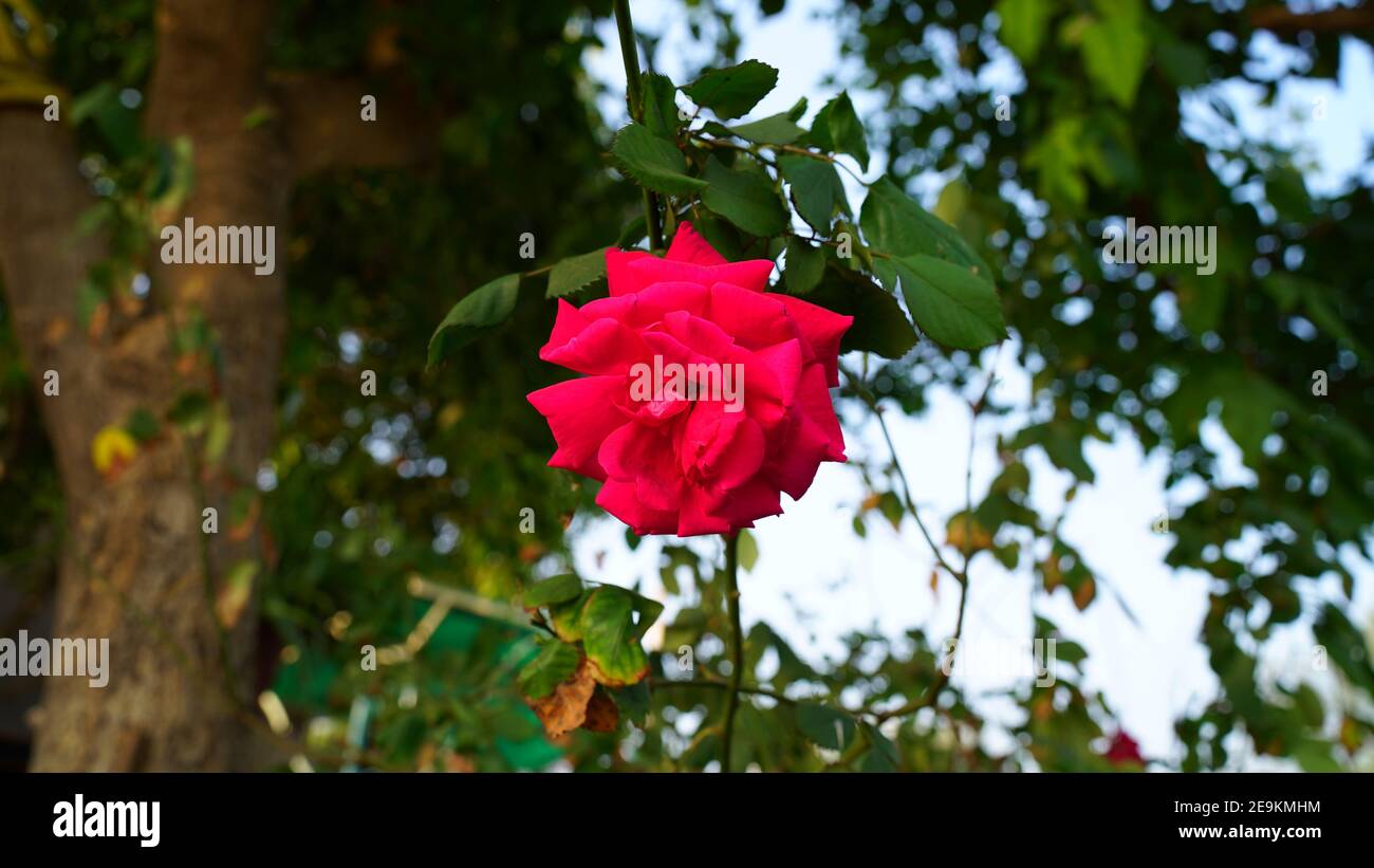 Leuchtend rote Rose wächst in der Wintersaison. Zeichen der Liebe Blume blüht im Garten. Valentinstagsangebot. Stockfoto