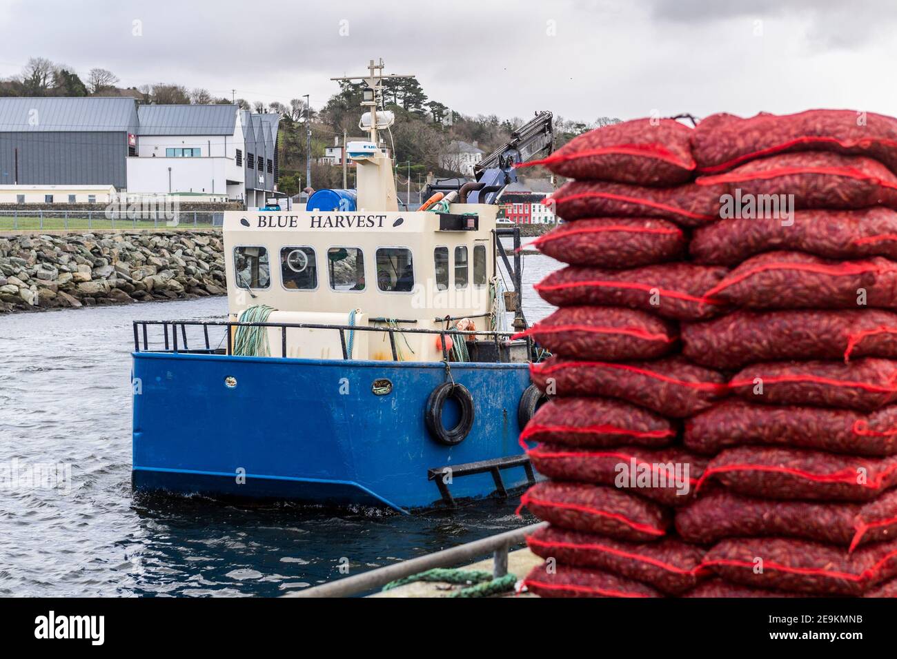 Bantry, West Cork, Irland. Februar 2021, 5th. Bantry Bay Miesmuscheln stehen am Bantry Harbour Kai und warten darauf, mit dem LKW zu verschiedenen Zielen in Irland, Großbritannien und Europa transportiert zu werden, während das Fischerboot "Blue Harvest" zurück zu den Fischgründen segelt. Quelle: AG News/Alamy Live News Stockfoto