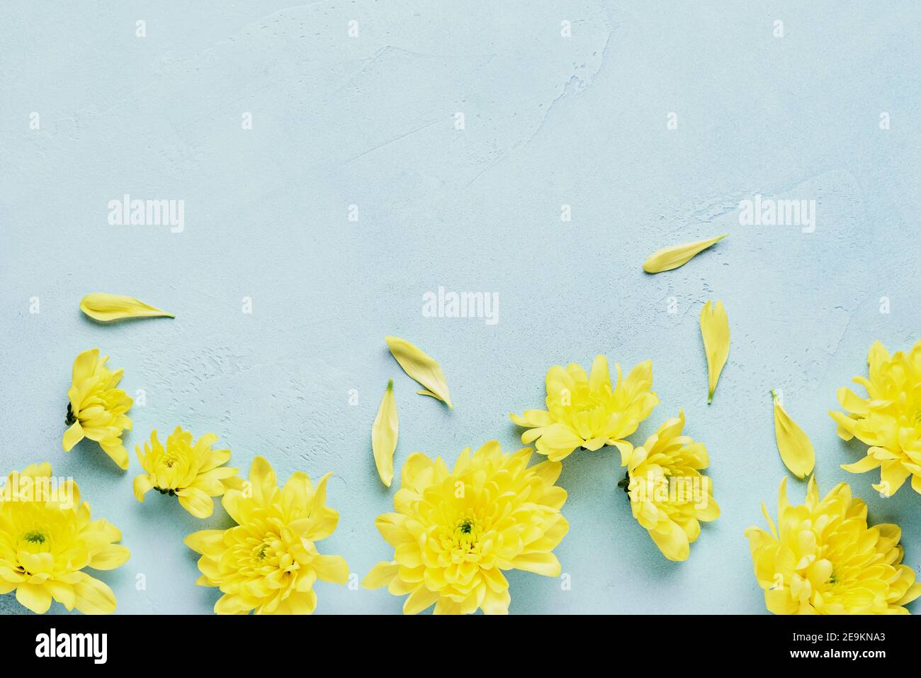 Osterkonzept. Eier und gelbe Chrysanthemen Blumen auf blauem Hintergrund. Modell. Frühling Frohe Ostern Weihnachtskarte. Draufsicht. Stockfoto