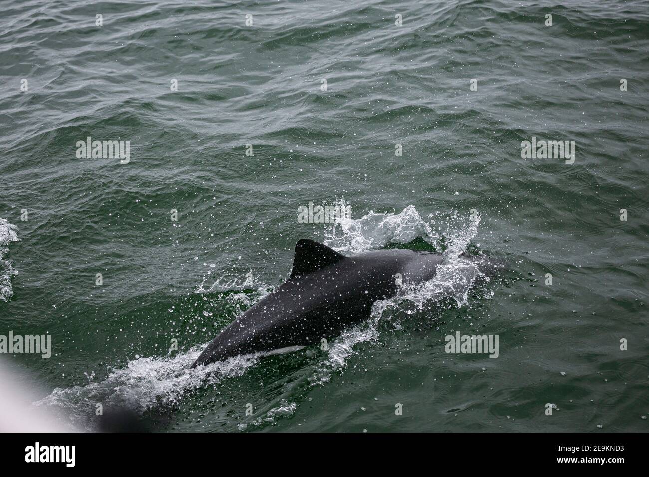 Atlantische Buckeldelfine an der Küste Namibias, Valwis Bay Stockfoto
