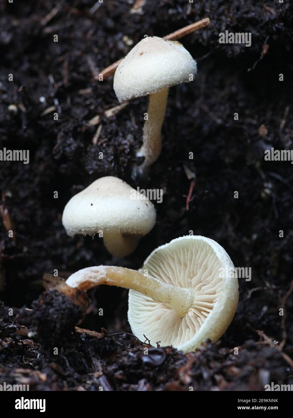 Ripartites tricholoma, bekannt als bärtige Seemine, wilder Pilz aus Finnland Stockfoto