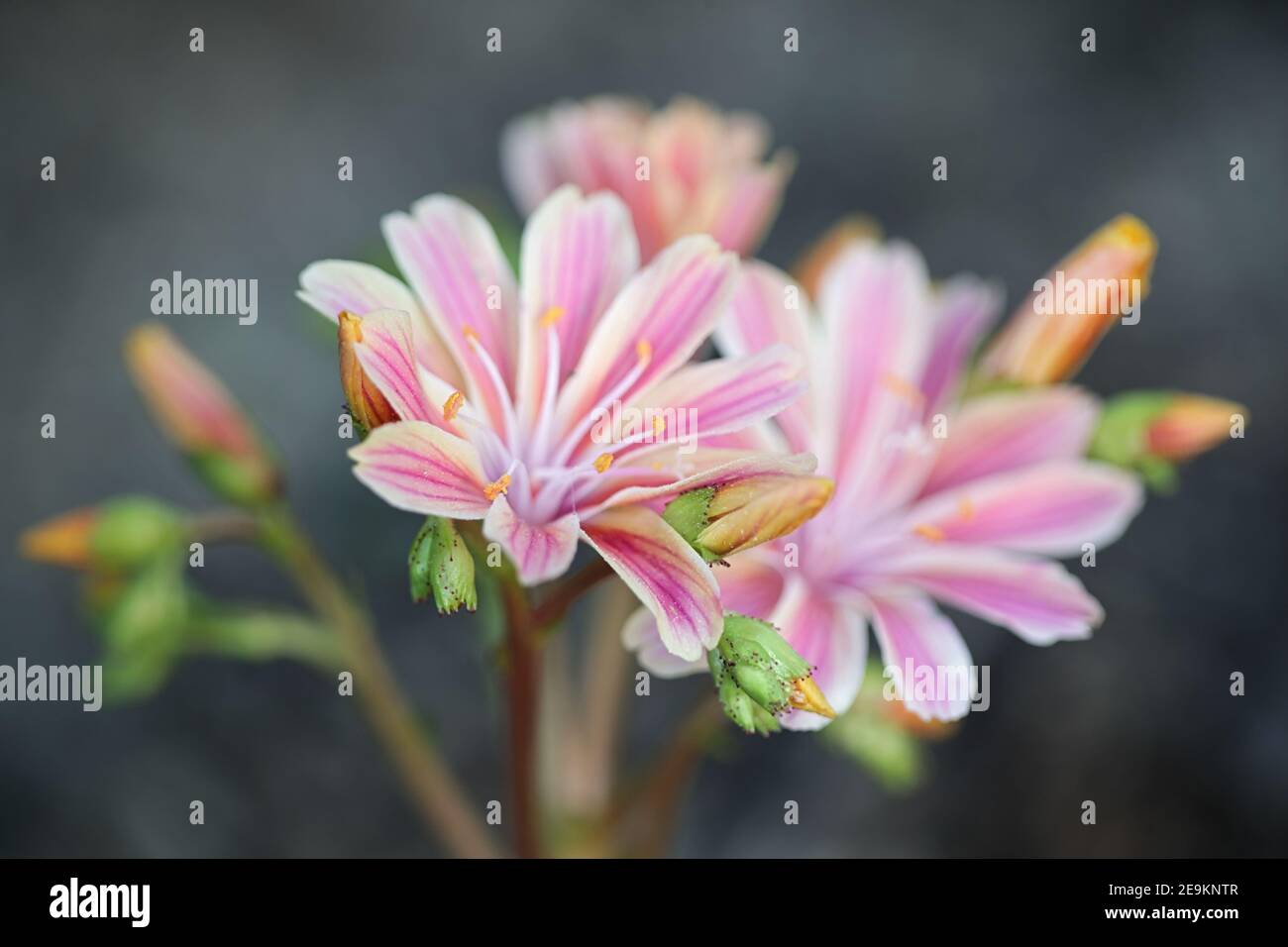Lewisia cotyledon, allgemein bekannt als Siskiyou lewisia und Cliff Maids, eine immergrüne mehrjährige Gartenpflanze Stockfoto