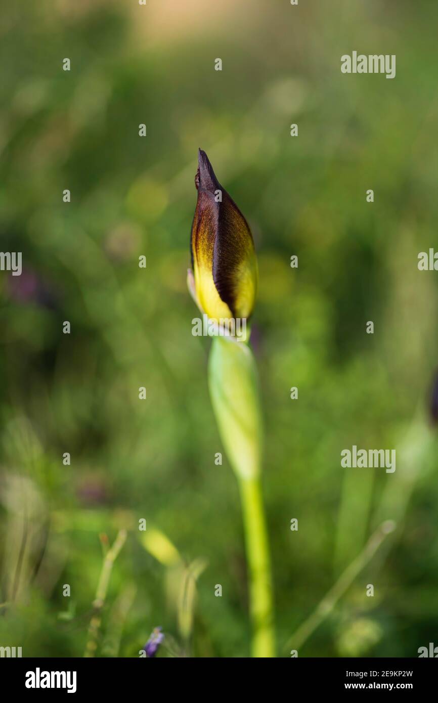 Nahaufnahme Iris atropurpurea Knospe auf verschwommenem grünem Hintergrund Stockfoto